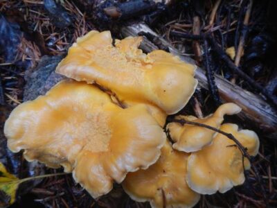 Cantharellus Cibarius: Queen of Kingdom Fungi Image